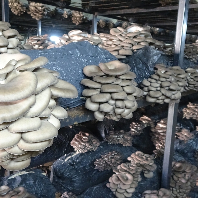 Çarşamba'da istiridye mantarı üretimi artıyor