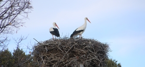 Beyşehir'e bahar leyleklerle geldi