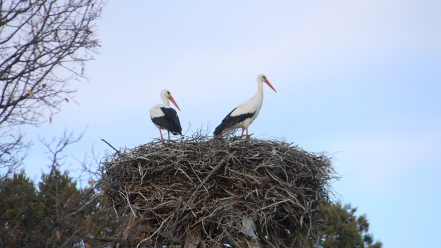 Beyşehir'e bahar leyleklerle geldi