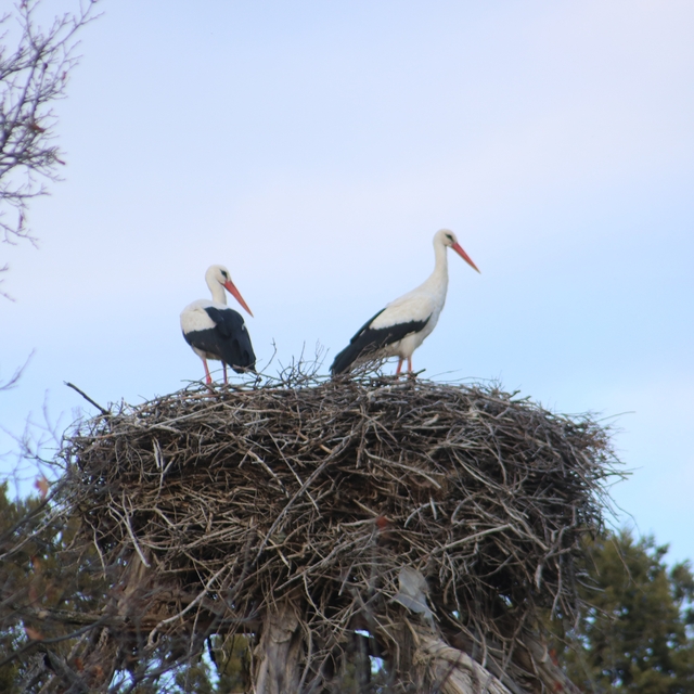 Beyşehir'e bahar leyleklerle geldi