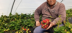 Köprübaşı çileği altın sezonunu yaşıyor Tescilli Köprübaşı çileği üreticinin yüzünü güldürüyor