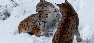 Erzincan’da iki vaşak görüntülendi