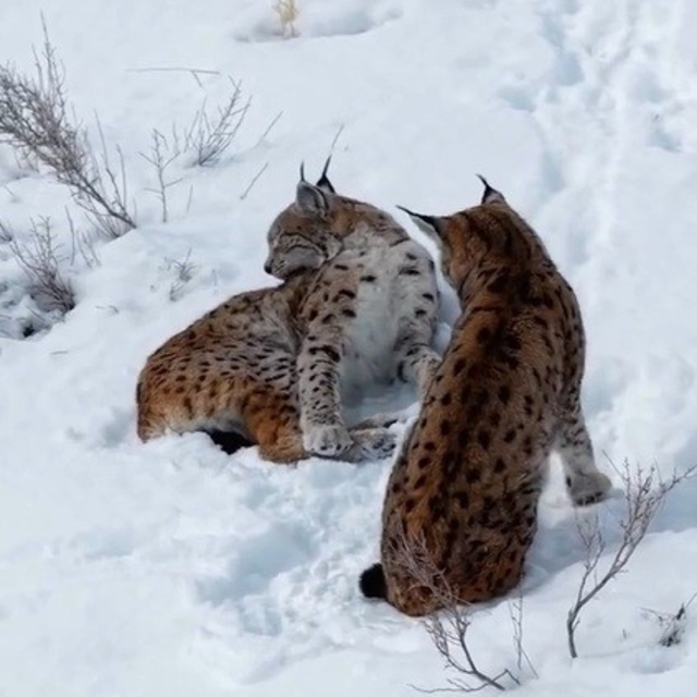 Erzincan'da iki vaşak görüntülendi
