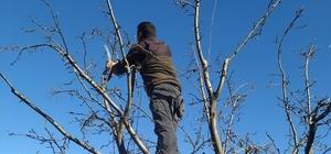 Erzincan çiftçisine ‘budama’ uyarısı
