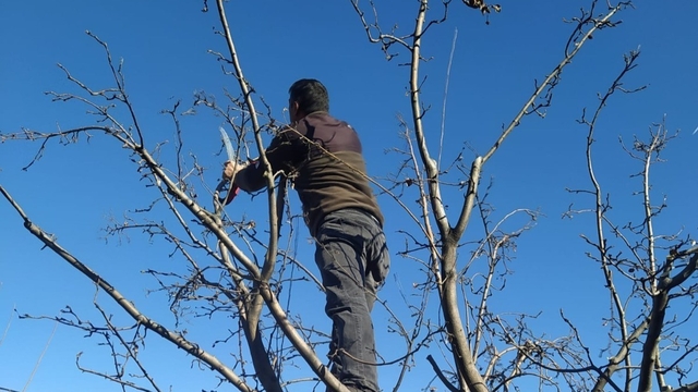 Erzincan çiftçisine 'budama' uyarısı