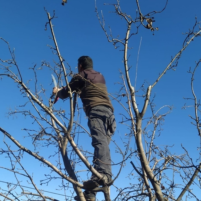 Erzincan çiftçisine 'budama' uyarısı