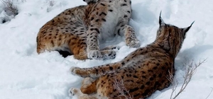 Kar üstündeki vaşaklar görüntülendi