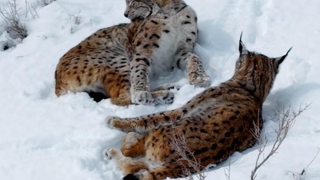 Kar üstündeki vaşaklar görüntülendi