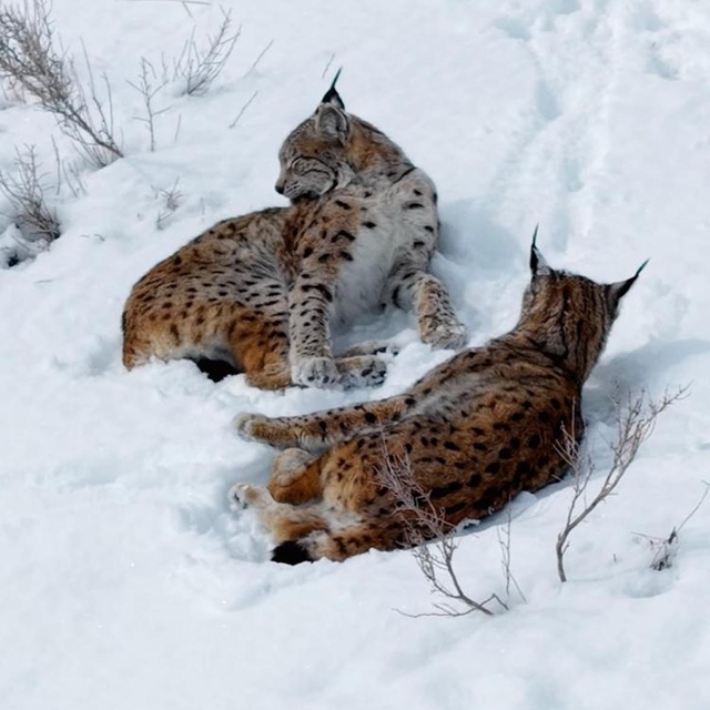 Kar üstündeki vaşaklar görüntülendi