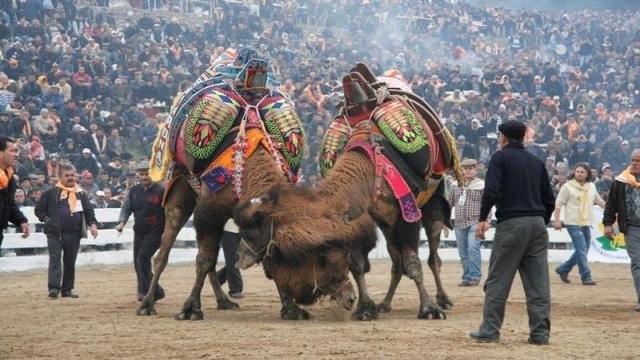 Balıkesir'de deve güreşlerinin önü açıldı
