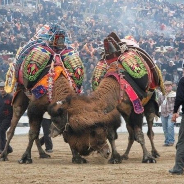 Balıkesir'de deve güreşlerinin önü açıldı