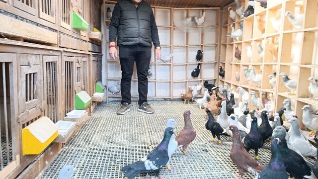 Memurluğu bırakıp güvercin yetiştiricisi oldu, otomobil fiyatına satıyor -  Kahramanmaraş Haberleri