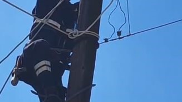 Köpeklerden korkup elektrik direğine çıkan kedi kurtarıldı