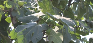 İncir üretiminde yenilenebilir enerjinin etkisi araştırılacak