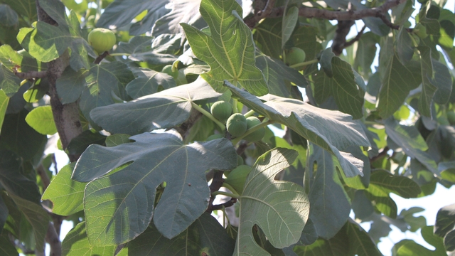 İncir üretiminde yenilenebilir enerjinin etkisi araştırılacak