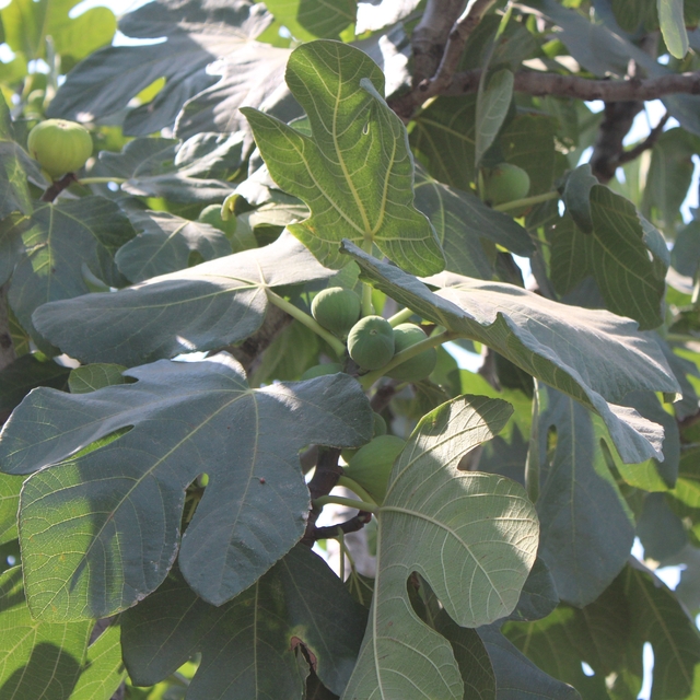 İncir üretiminde yenilenebilir enerjinin etkisi araştırılacak