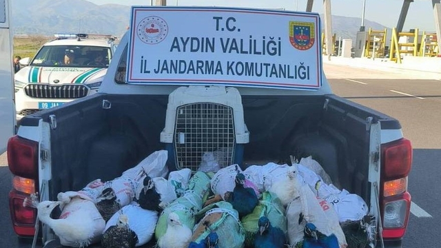 Nazilli'de tavus kuşu operasyonu