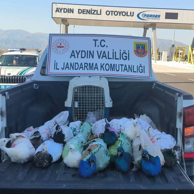 Nazilli'de tavus kuşu operasyonu