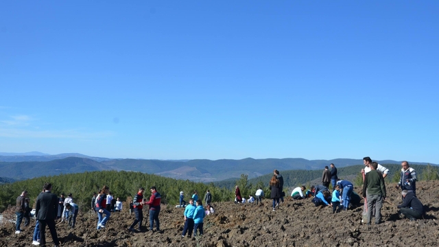 Emet'te zeytin fidanları toprakla buluştu