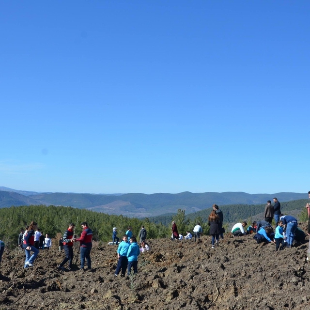 Emet'te zeytin fidanları toprakla buluştu