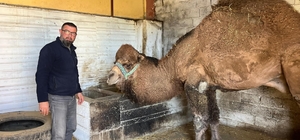 Deve güreşleri iptal edilince develer dinlenmeye çekildi