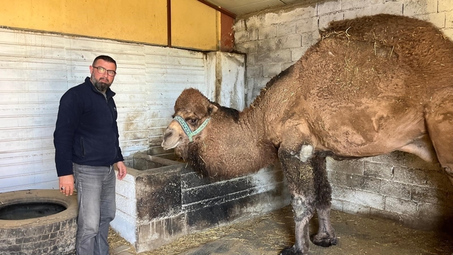 Deve güreşleri iptal edilince develer dinlenmeye çekildi