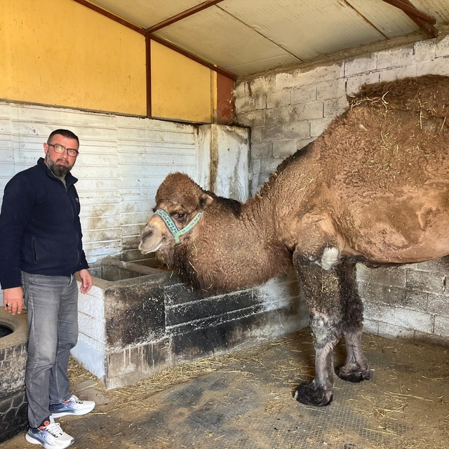 Deve güreşleri iptal edilince develer dinlenmeye çekildi