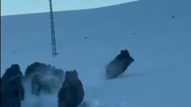 Karlı köy yolundaki domuz sürüsü kamerada