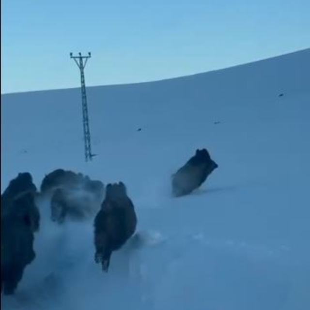 Karlı köy yolundaki domuz sürüsü kamerada