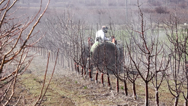 Geçen yıl zirai don nedeniyle verim alınamayan elmada 120 bin ton rekolte beklentisi
