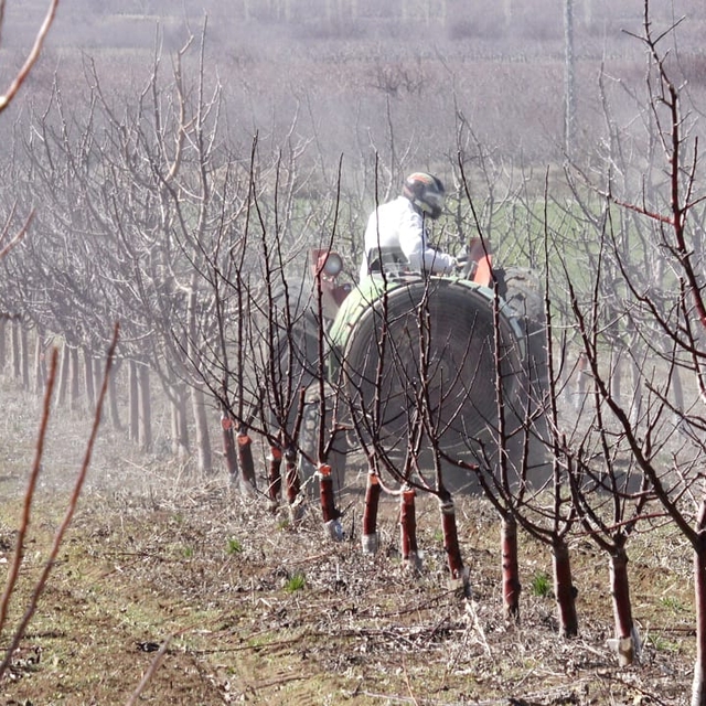Geçen yıl zirai don nedeniyle verim alınamayan elmada 120 bin ton rekolte b...