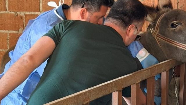 Aydın'da at ve eşeklerden numune alınıyor