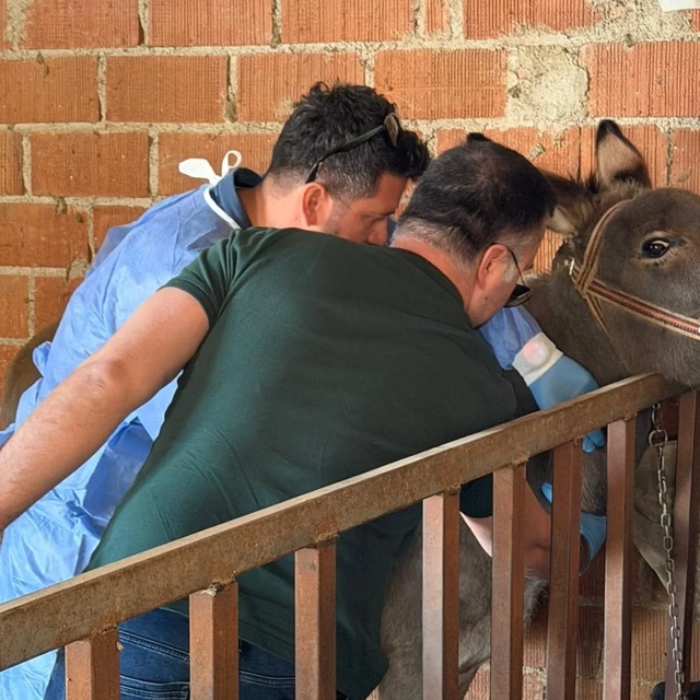 Aydın'da at ve eşeklerden numune alınıyor