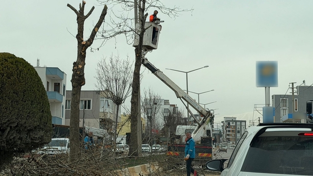 Adıyaman'da refüjlerdeki ağaçlar budanıyor
