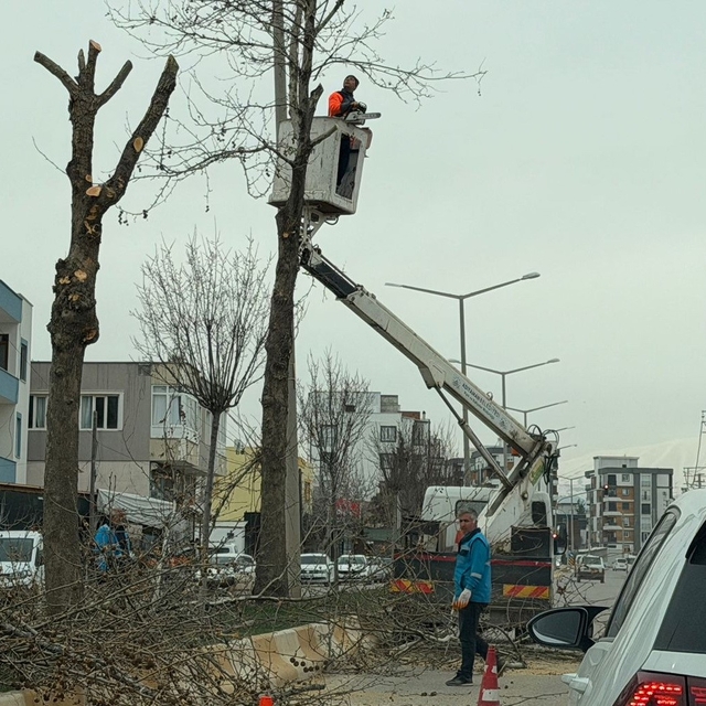 Adıyaman'da refüjlerdeki ağaçlar budanıyor