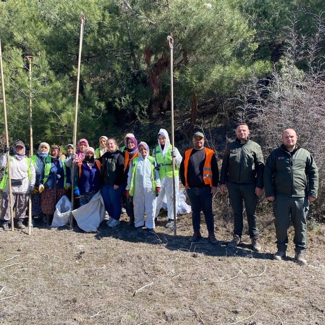 Sinop ormanlarında zararlılara karşı biyolojik savaş