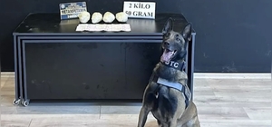 Ocak ayının en başarılı narkotik köpeği "Jardi" oldu