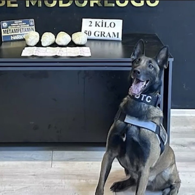 Ocak ayının en başarılı narkotik köpeği "Jardi" oldu