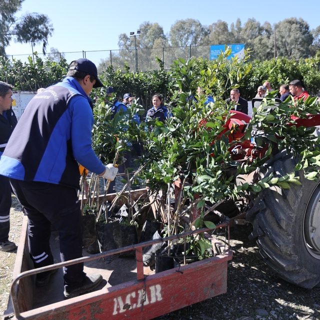 Zirai dondan zarar gören üreticilere fidan desteği