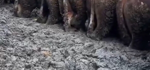 Konya'da sosyal medyaya yansıyan hayvancılık işletmesi görüntülerine inceleme