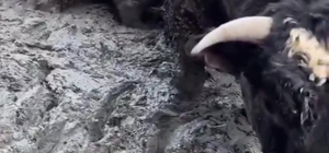 Sanal medyada tepki çeken besi çiftliğinde denetleme