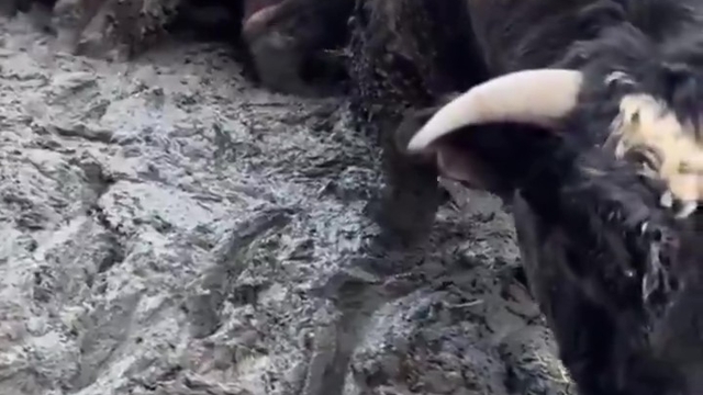 Sanal medyada tepki çeken besi çiftliğinde denetleme