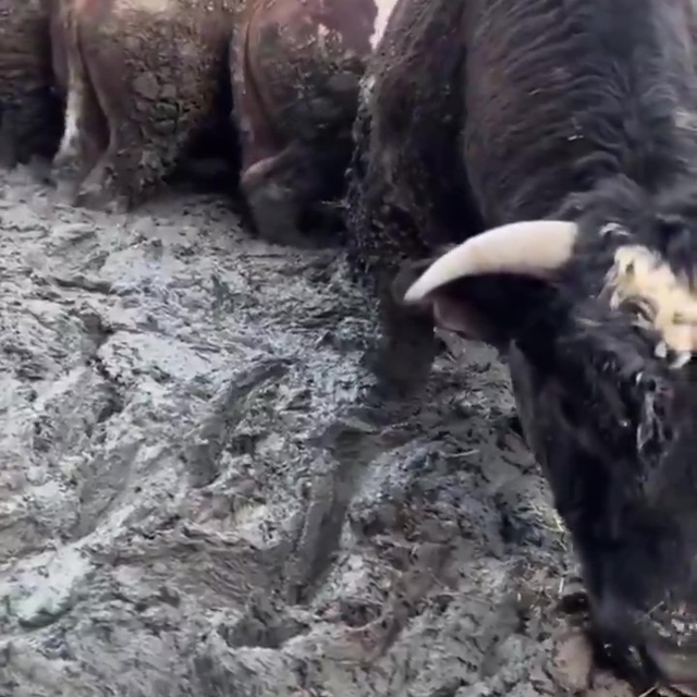 Sanal medyada tepki çeken besi çiftliğinde denetleme