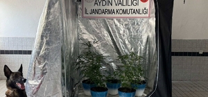 Jandarma narkotik affetmedi Evde özel düzenekle kenevir yetiştiren şüpheli yakalandı