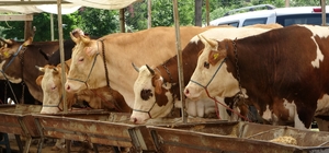 Buldan'da şap karantinası kaldırıldı