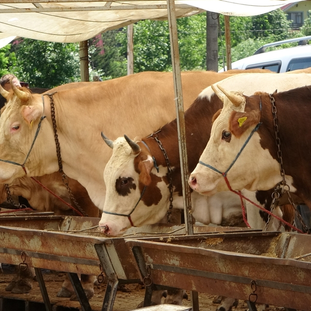 Buldan'da şap karantinası kaldırıldı