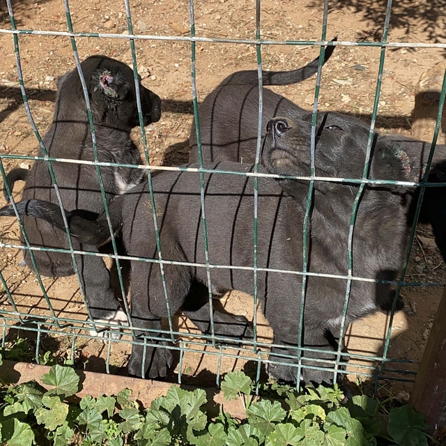 Kulakları kesilen yavru köpeklerin 30-40 bin liraya satıldığını söyleyerek...