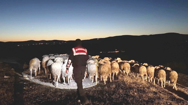 Kütahya'da kaybolan hayvanları jandarma dronla buldu