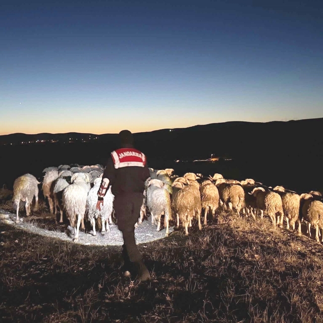 Kütahya'da kaybolan hayvanları jandarma dronla buldu