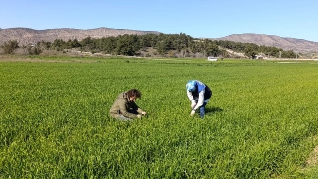 Bilecik'te buğday ekili alanlar denetlendi